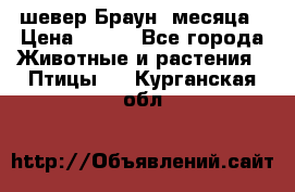 шевер Браун 2месяца › Цена ­ 200 - Все города Животные и растения » Птицы   . Курганская обл.